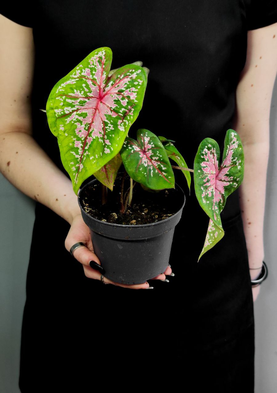 Каладиум Пинк Бьюти (Caladium Pink Beauty) D12см