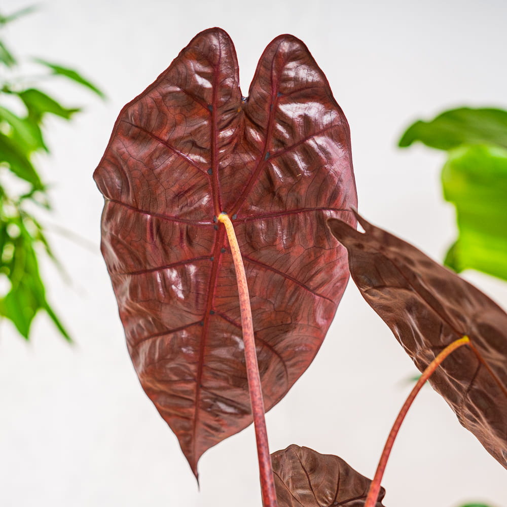 Алоказия Сухирманиана Ред Петрол (Alocasia Suhirmaniana Red Petiole) D6см
