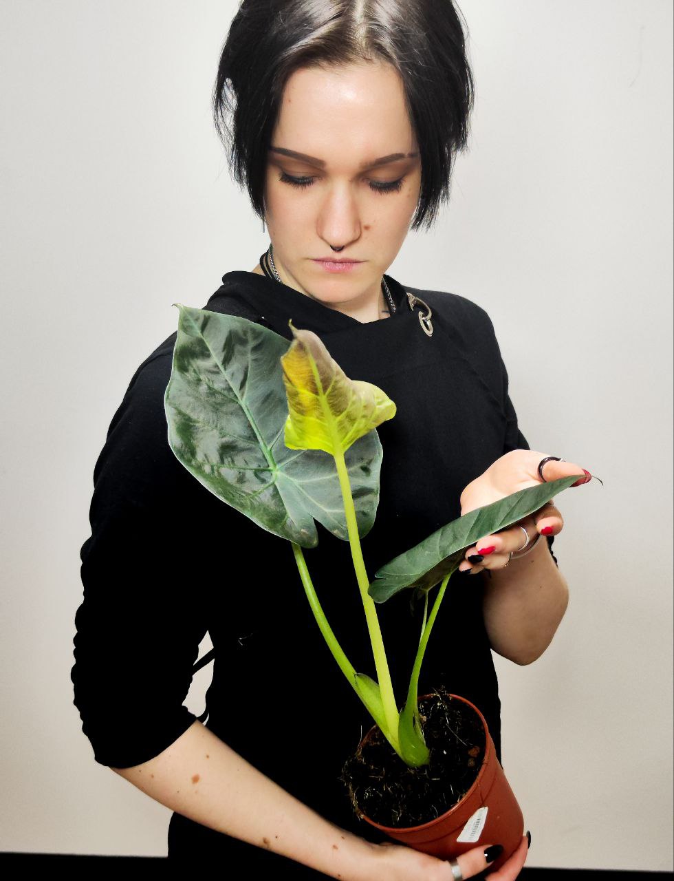 Алоказия Регал Шилдс (Alocasia ‘Regal Shields) D12см