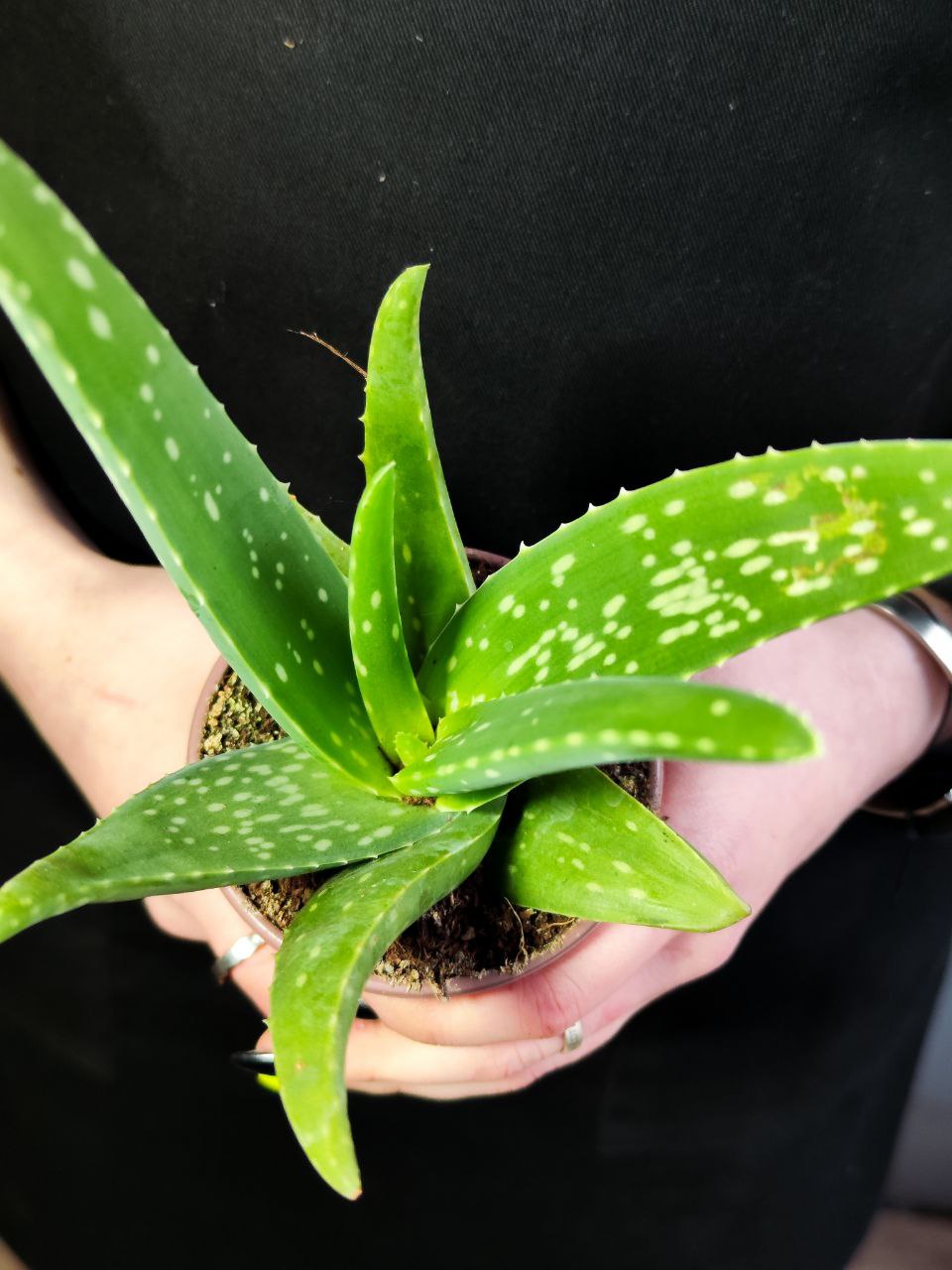 Алоэ Вера (Aloe Vera) D10см, растение