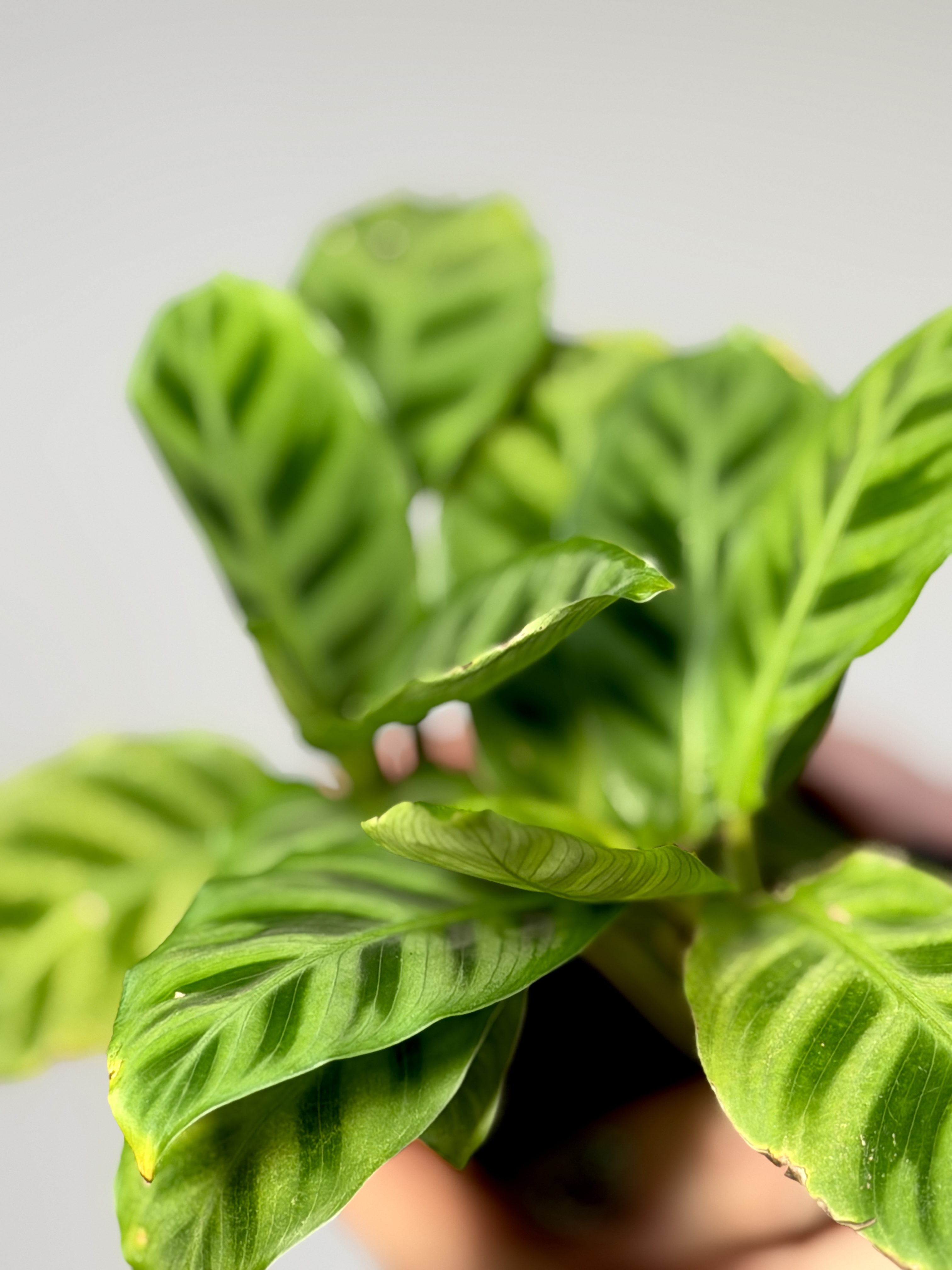 Калатея Зебрина (Calathea Zebrina) D7см