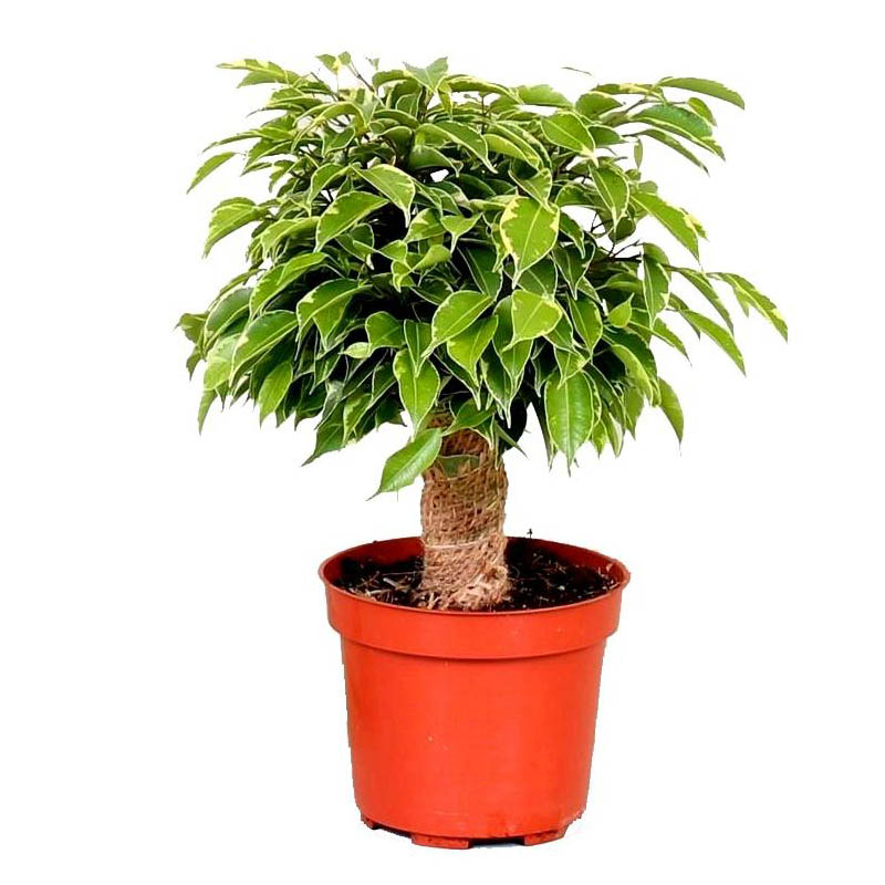 Фикус Бенджамина Кинки в джуте (Ficus Be Kinky Jute Stam) D12см