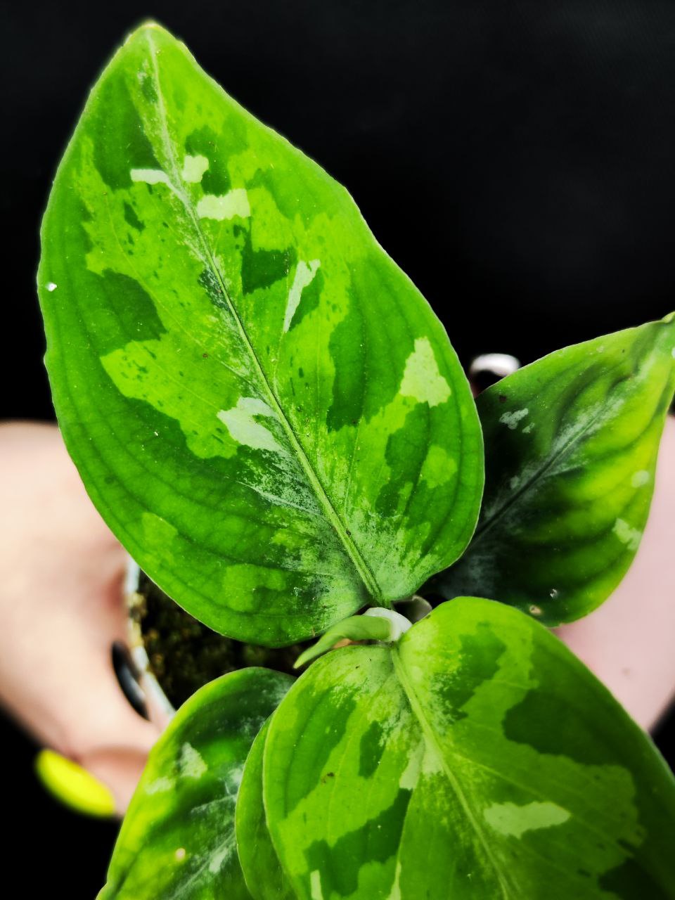 Аглаонема Пиктум Триколор (Aglaonema Pictum Tricolor) D6см