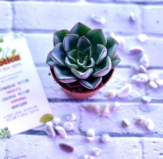 Эхеверия Морани (Echeveria Moranii) D5см