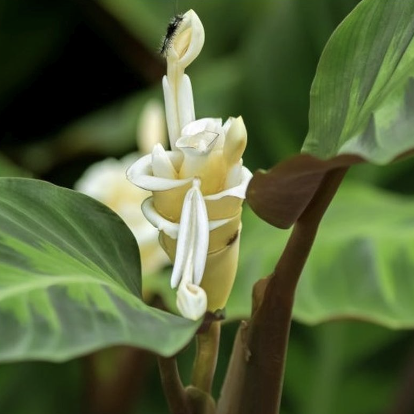 Калатея Варшевича (Calathea Warscewiczii) D12см
