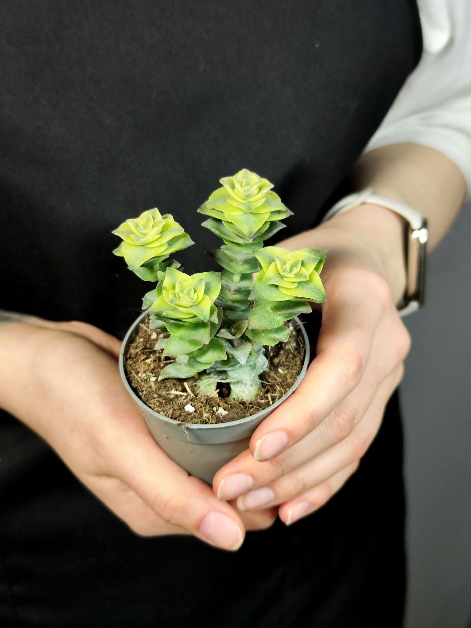 Крассула Перфората Вариегатная (Crassula Perforata Variegata) D5см
