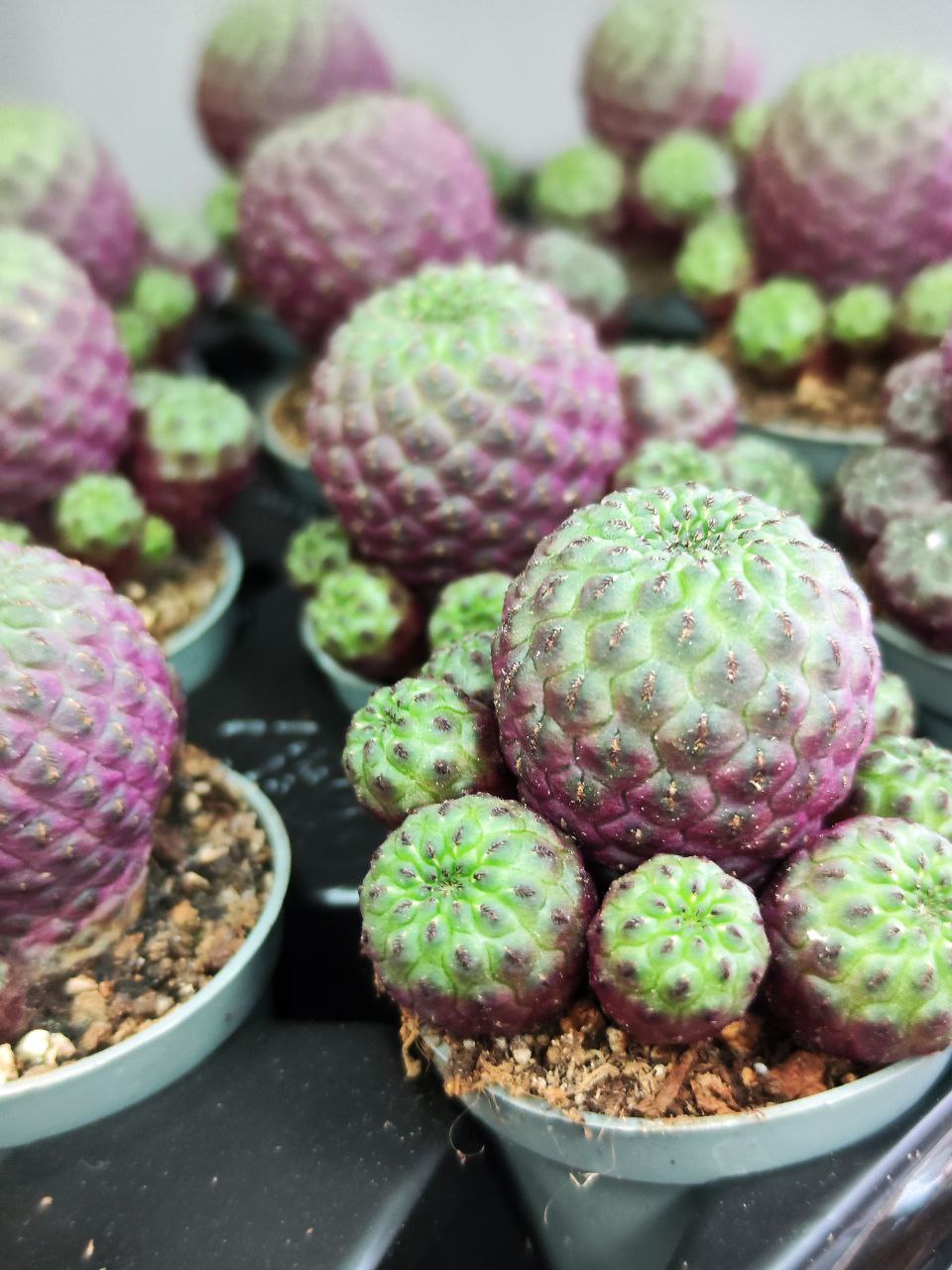 Сулькоребуция Рауша Фиолетовая (Sulcorebutia Rauschii Violet) D5см