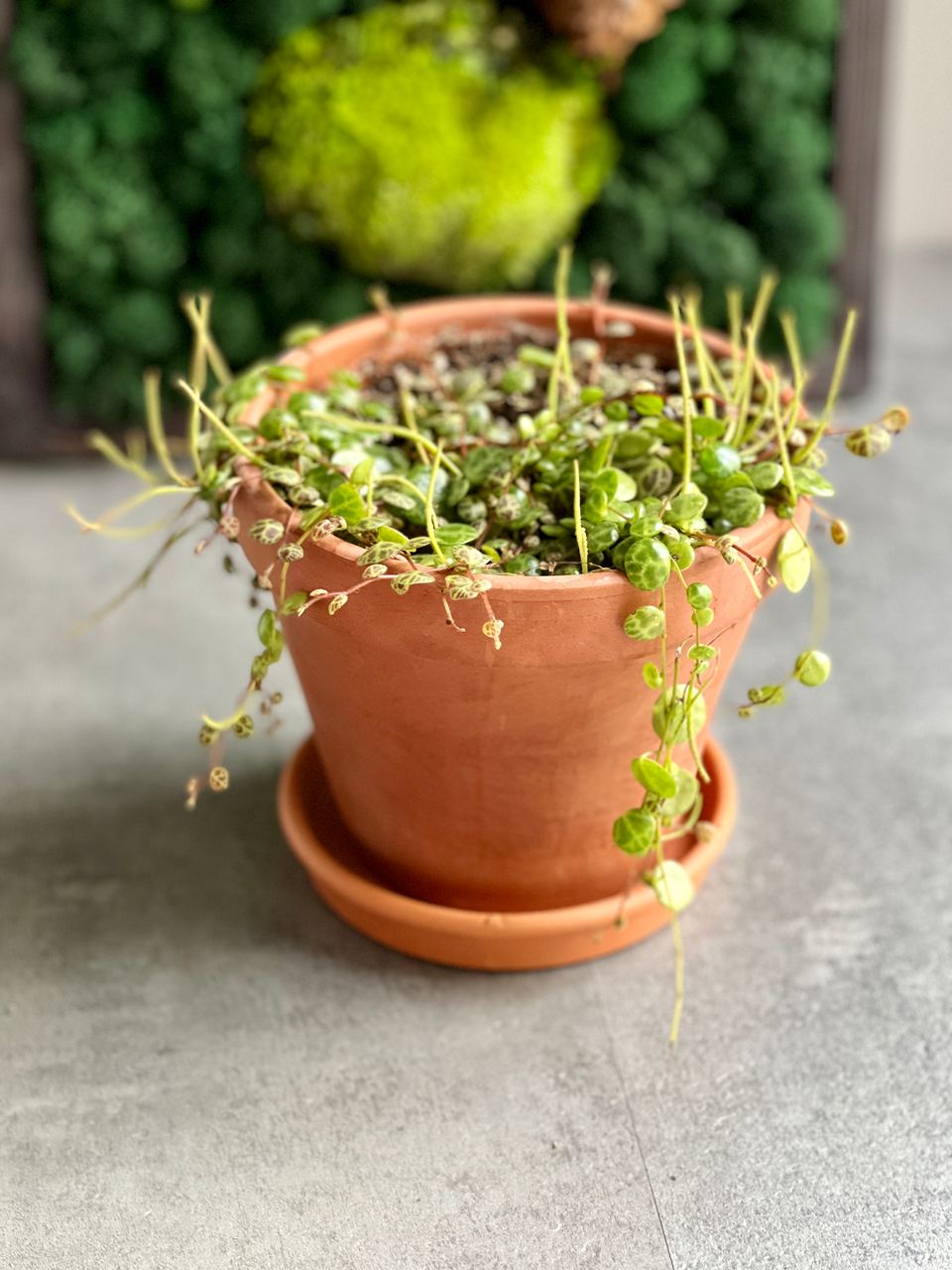Пеперомия Прострата (Peperomia Prostrata) D12см, пересаженная