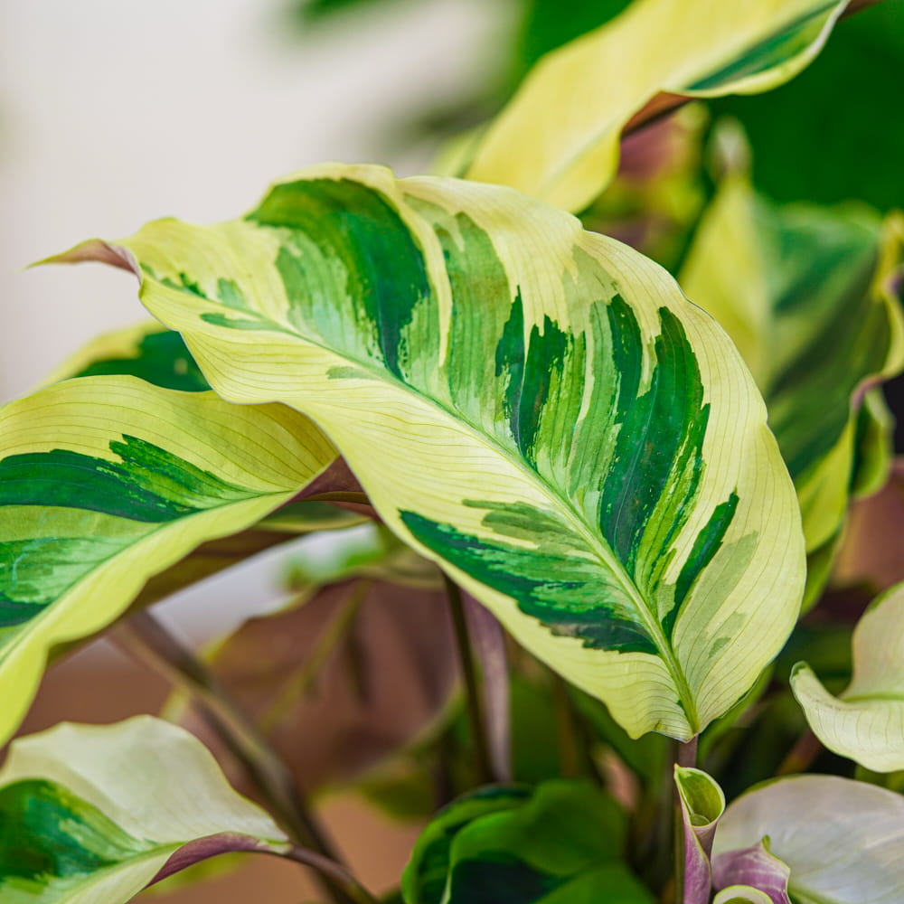 Калатея Йеллоу Фьюжин (Calathea Yellow Fusion) D6см