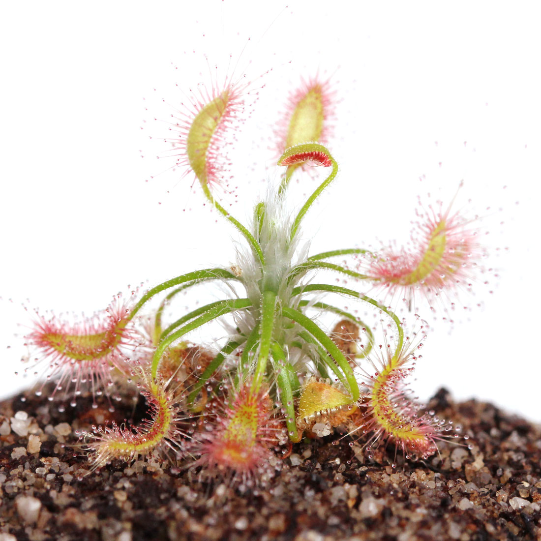 Росянка Скорпион (Drosera Scorpioides) D9см