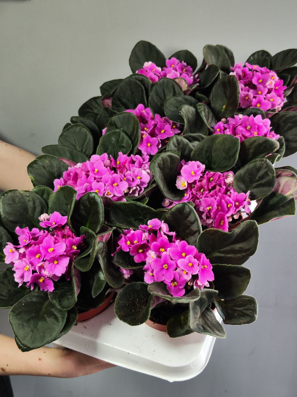 Сенполия Розовая, или Фиалка (Saintpaulia Pink) D10см