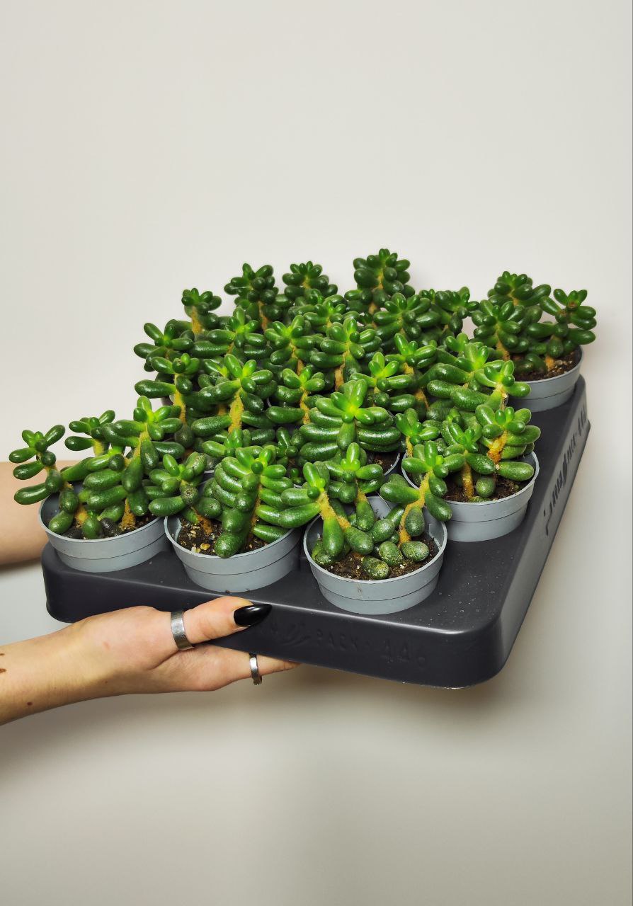 Седум Хернандеса (Sedum Hernandezii) D6,5см