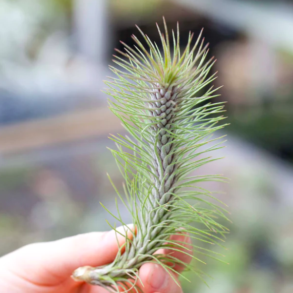 Тилландсия Фанкиана Груп (Tillandsia Funckiana Group)