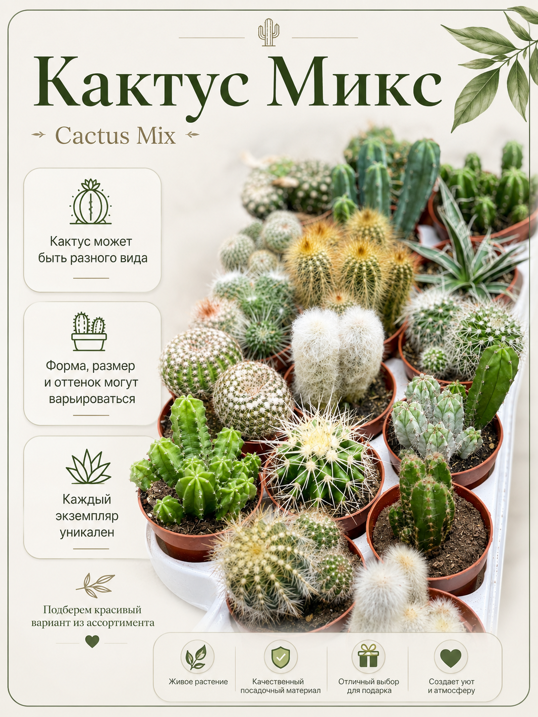 Кактус микс 8,5см