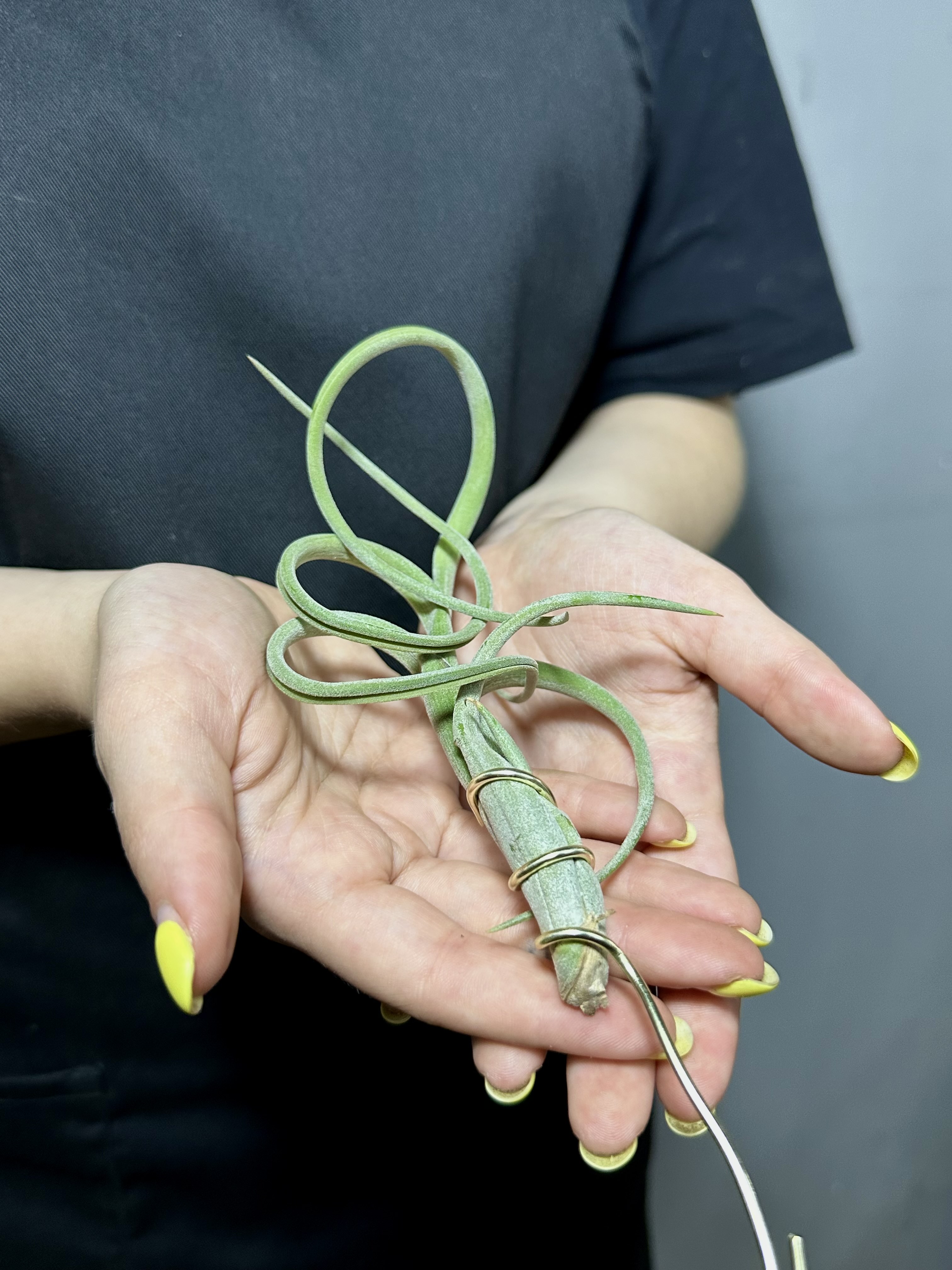 Тилландсия Интермедиа (Tillandsia Intermedia)