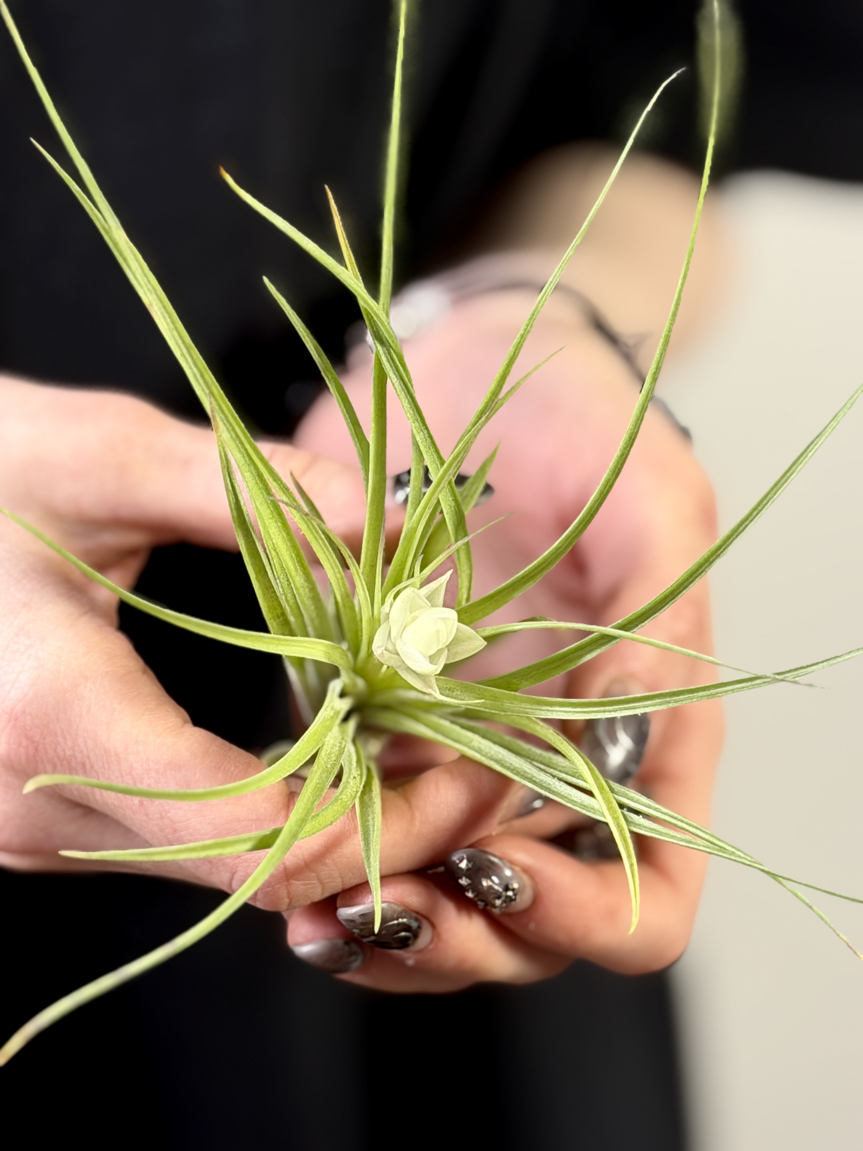 Тилландсия Стрикта Белоцветковая (Tillandsia Stricta White Flowered)