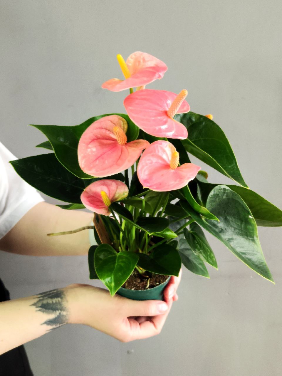 Антуриум Свит Дрим (Anthurium Sweet Dream) D9см
