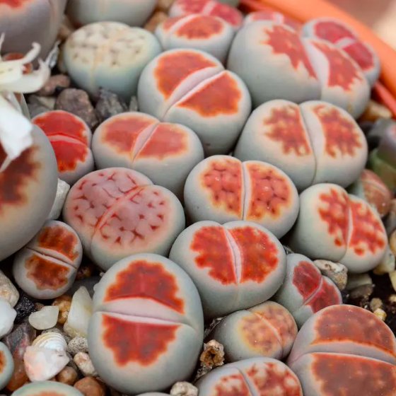 Литопсы Микс (Lithops Mix) D5см
