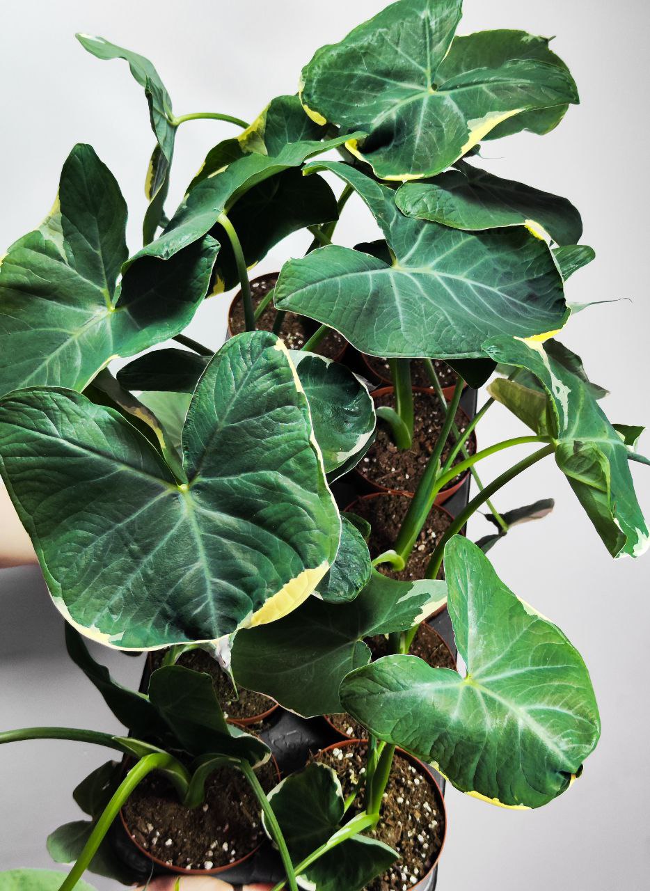 Алоказия Микки Маус (Alocasia Xanthosoma Mickey Mous) D12см