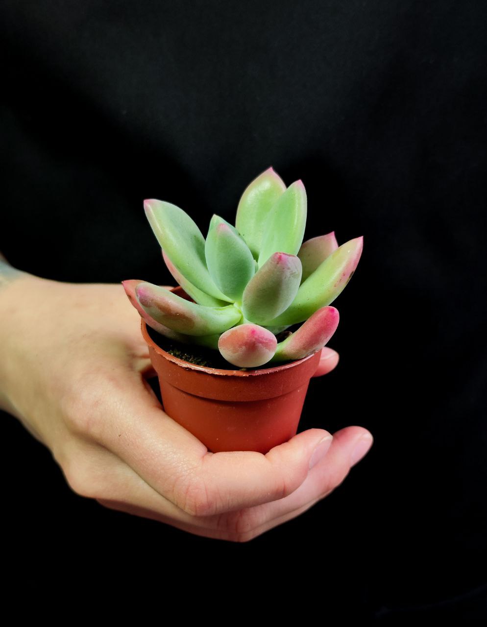 Пахиверия Опалина (Pachyveria Opalina) D5см
