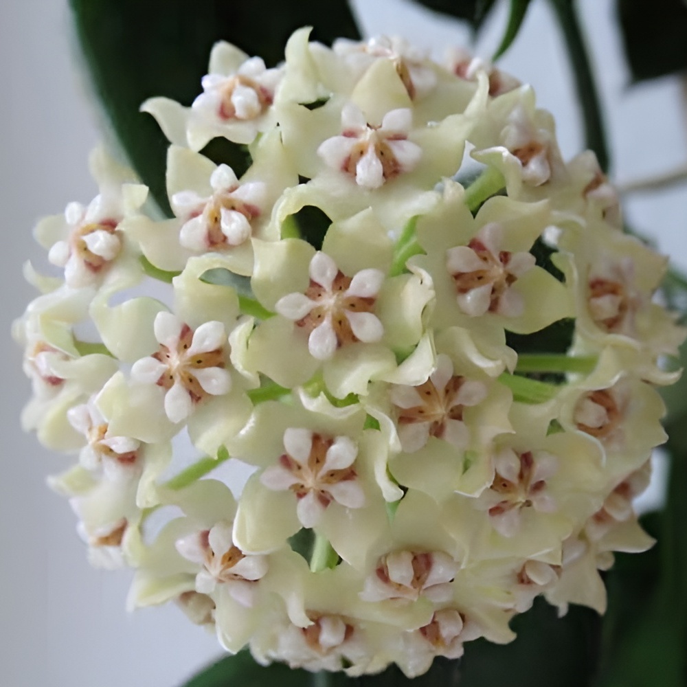 Хойя Виллоза (Hoya Villosa) D10см