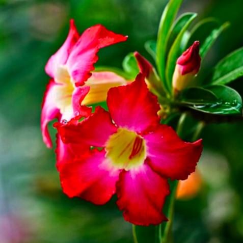 Адениум Тучный (Adenium Obesum) D12см