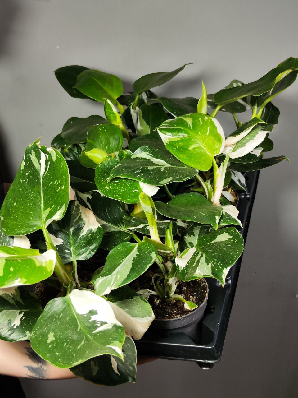 Филодендрон Вайт Принцесс (Philodendron White Princess) D12см