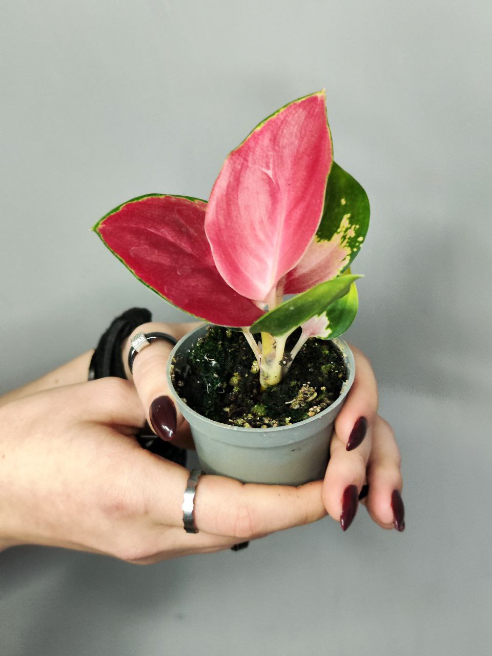 Аглаонема Красный Дракон (Aglaonema Red Dragon) D6см