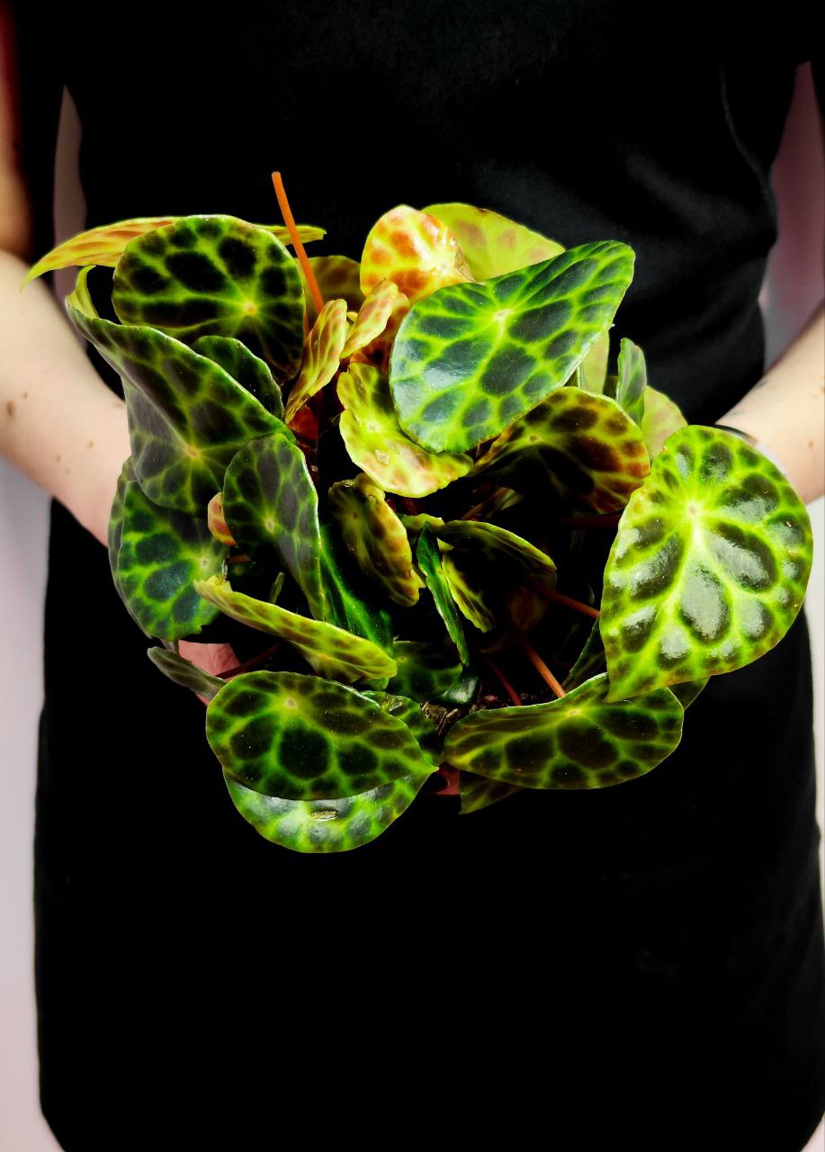 Бегония Кингиана (Begonia Kingiana) D12см