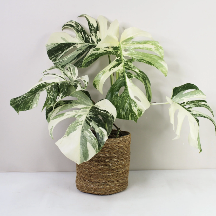 Монстера Деликатесная Супер Альба Вариегатная (Monstera Deliciosa Variegata Super White) D15см