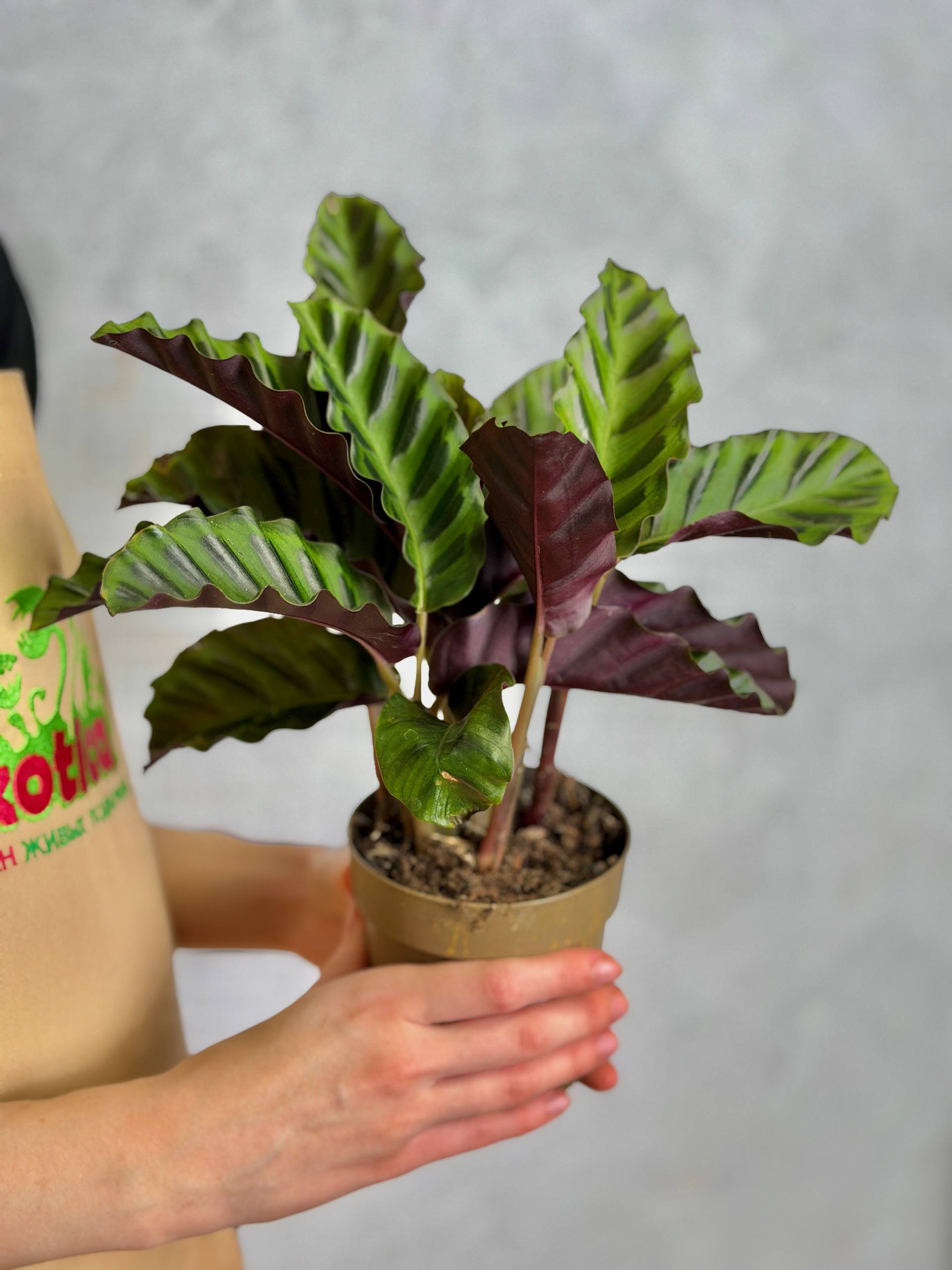 Калатея Гандерси (Calathea Gandersii) D11см