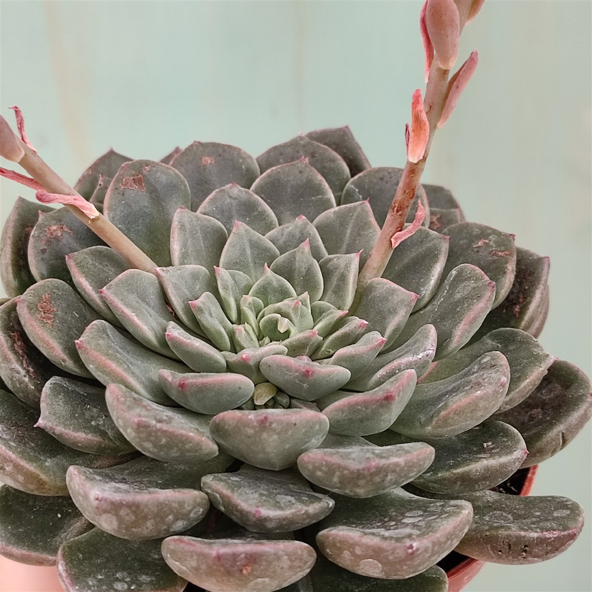 Граптопеталум Вега (Graptopetalum Vega) D5см