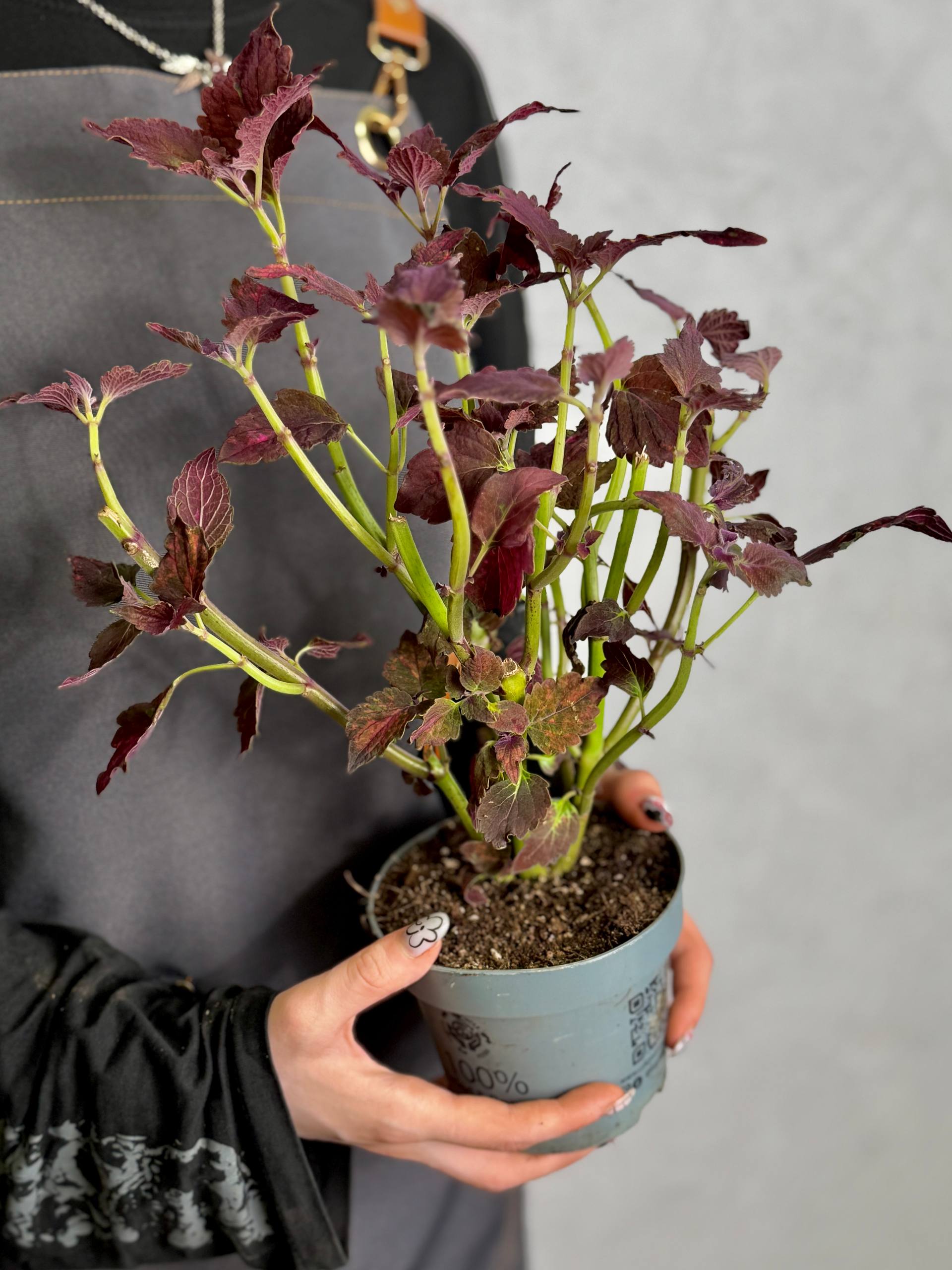 Колеус Ред Санстоун (Coleus Red Sunstone) D11см
