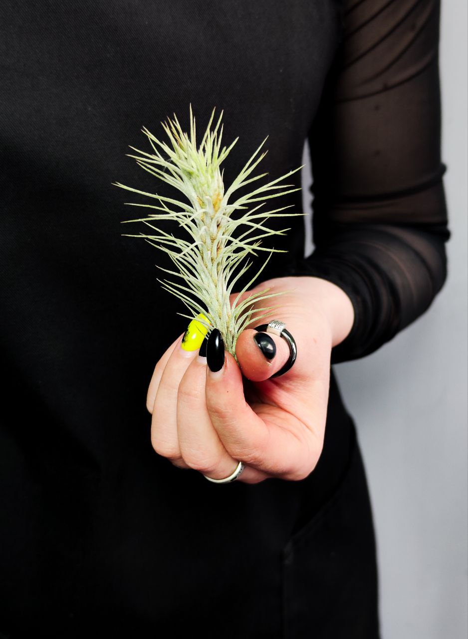 Тилландсия Фанкиана Мини (Tillandsia Funckiana Mini)