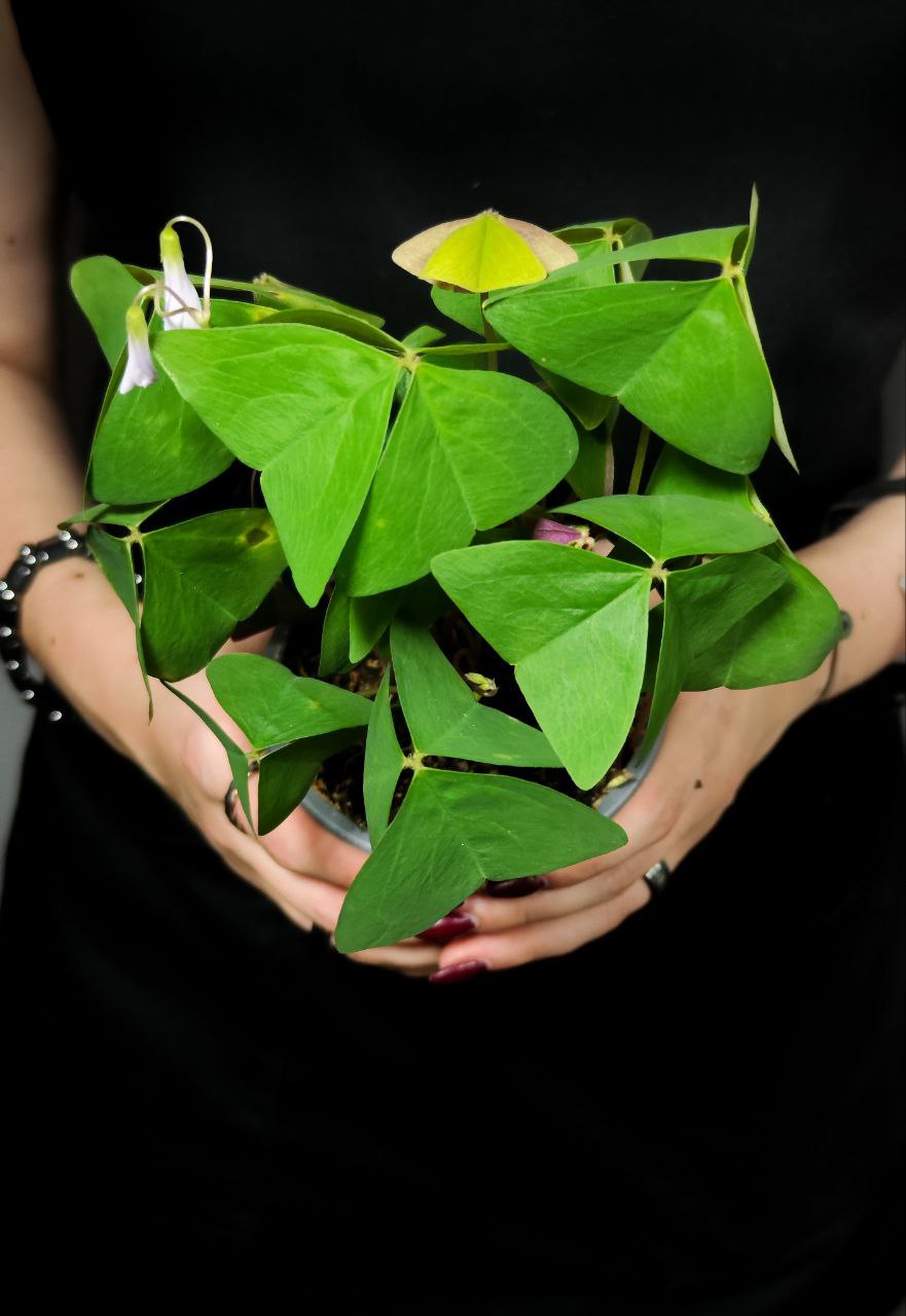 Кислица Треугольная Зеленая (Oxalis Triangularis Green) D10см