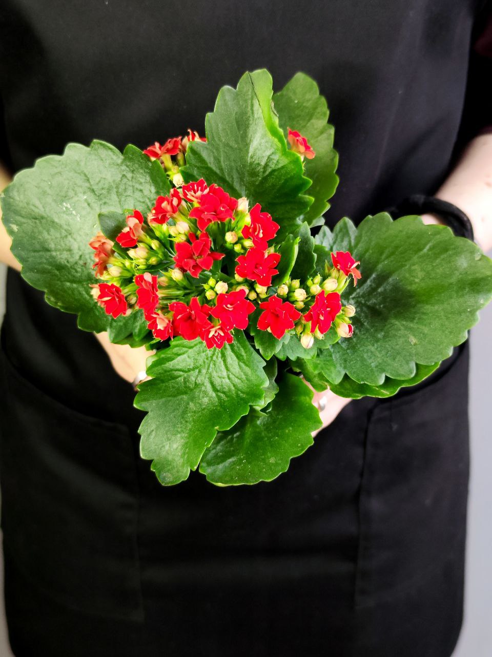 Каланхоэ Розалина Красная (Kalanchoe Rosalina Red) D9см