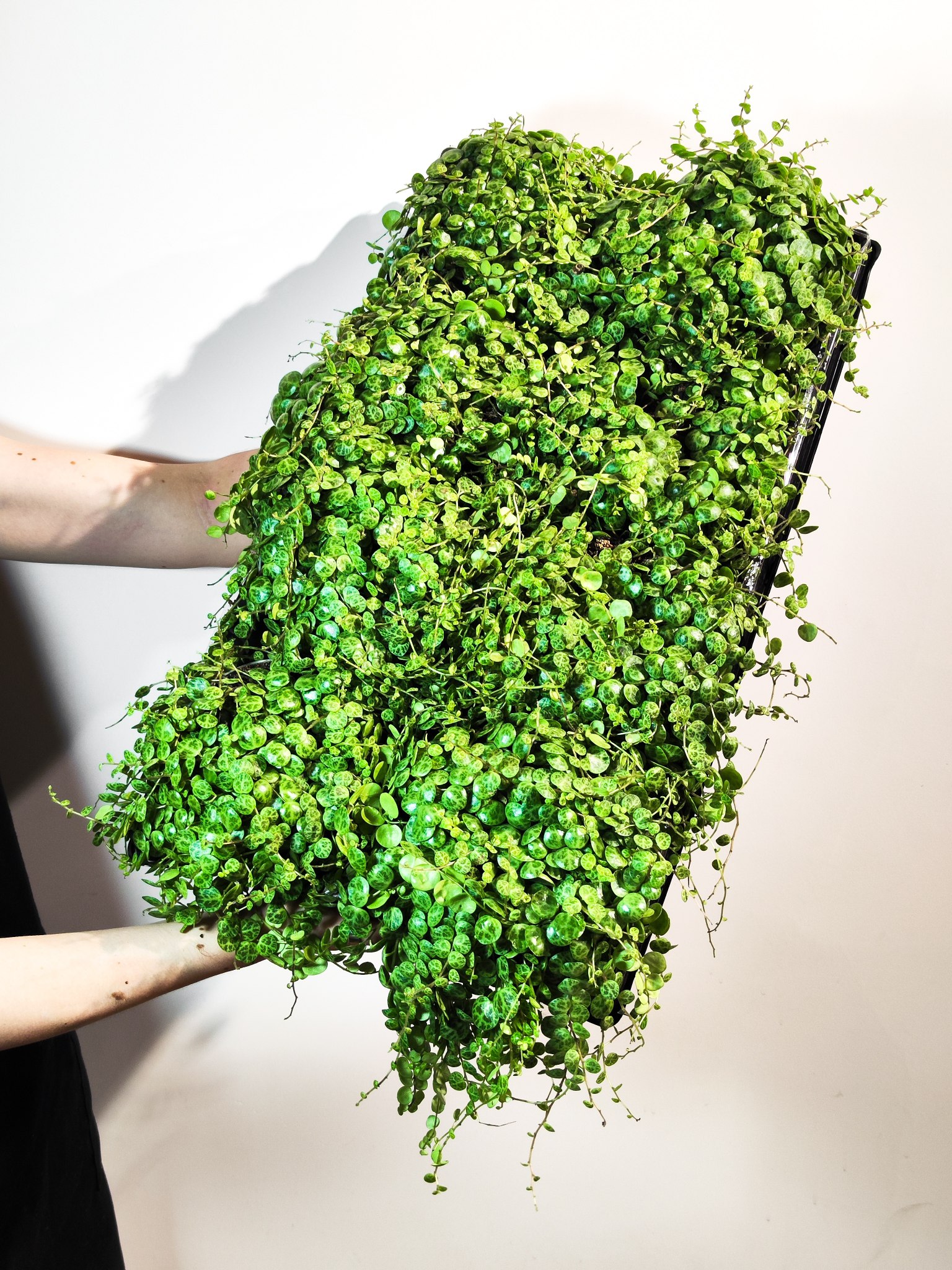Пеперомия Прострата (Peperomia Prostrata) D12см