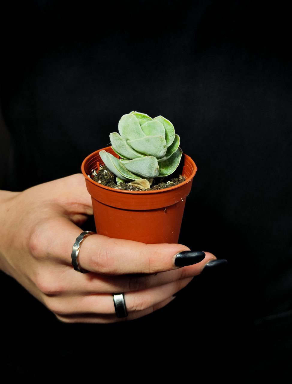 Крассула Айвори Пагода (Crassula Ivory Pagoda) D5см