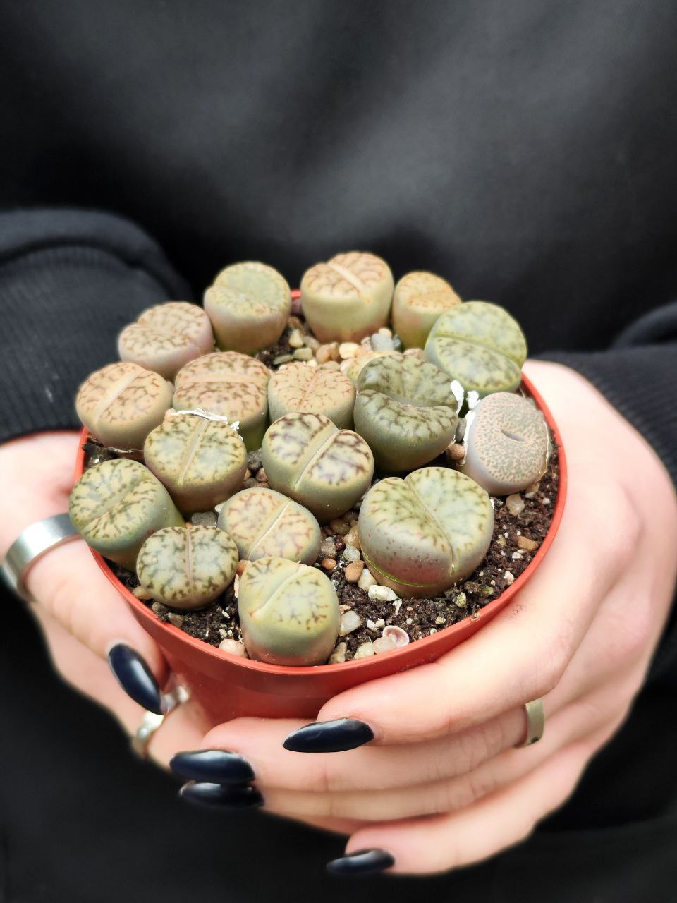 Буро-Коричневые Литопсы Аукамп (Lithops Aucampiae) D8см