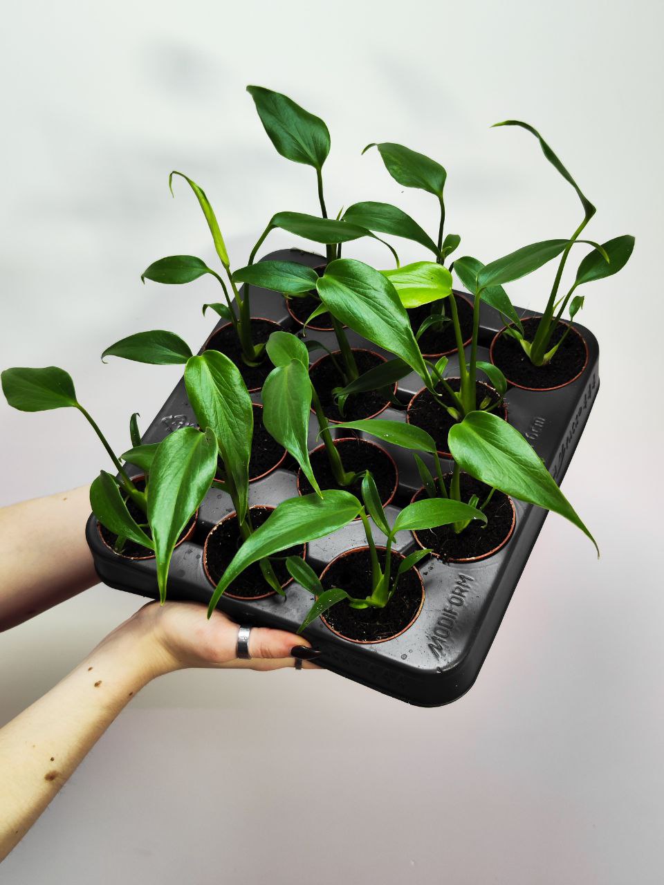 Монстера Бурле Маркс Флэйм (Monstera Burle Marx Flame) D6см