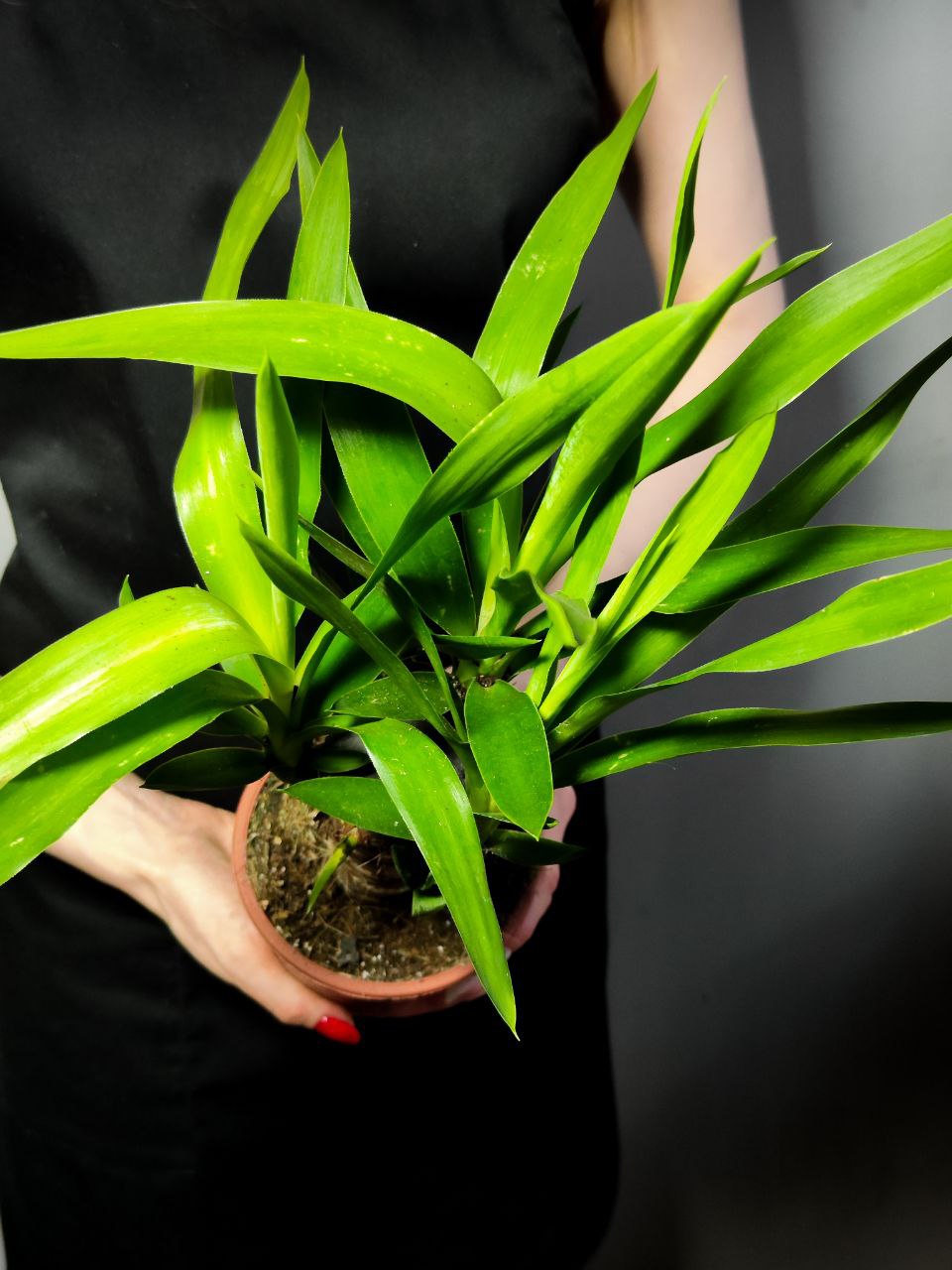 Юкка Слоновая (Yucca Elephantipes) D12см