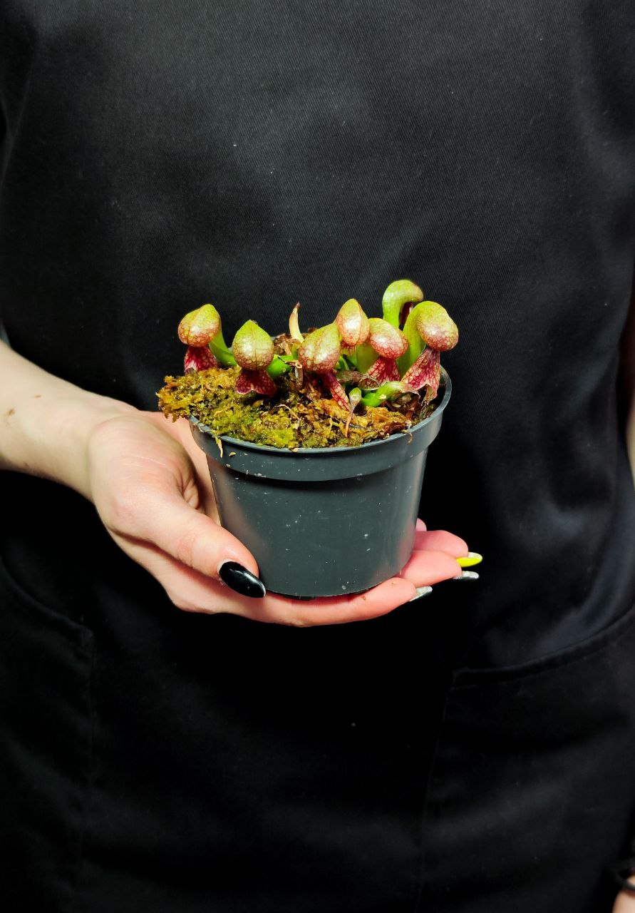 Дарлингтония Калифорнийская (Darlingtonia Californica) D9см