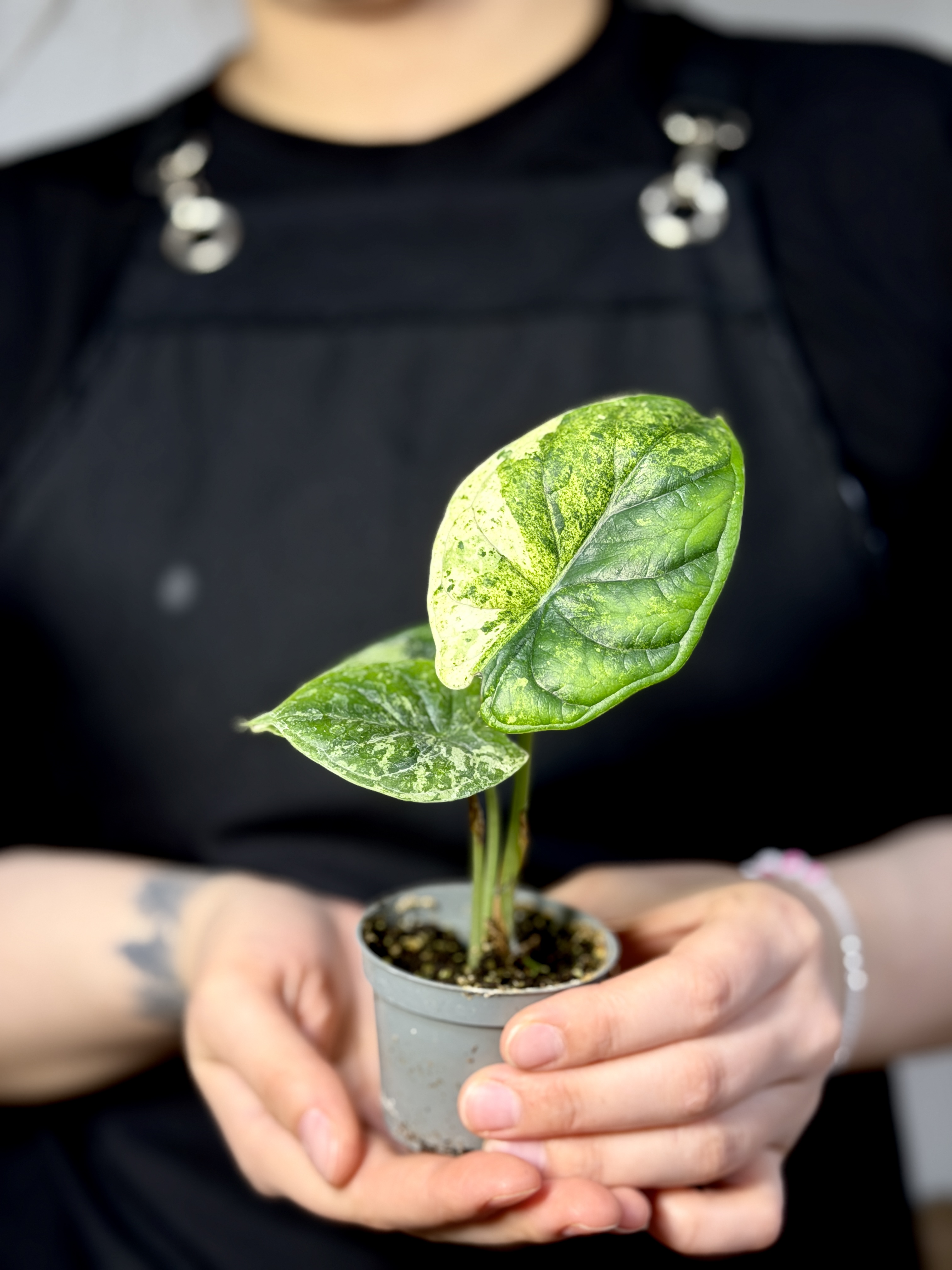 Алоказия Драгон Скейл Минт Вариегатная (Alocasia Dragon Scale Mint Variegata) D9см