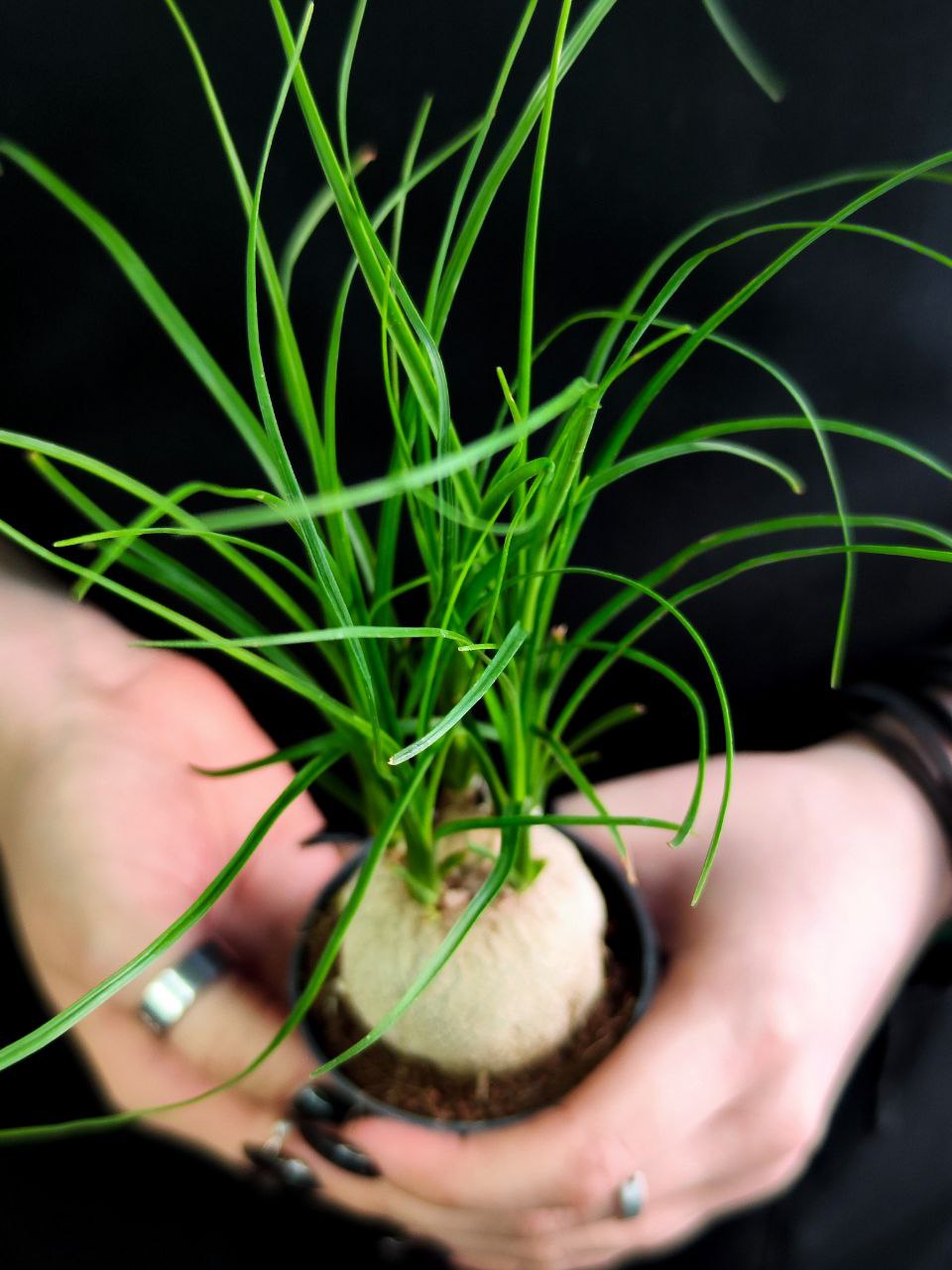 Нолина Бокарнея Рекурвата (Beaucarnea Recurvata Nolina) D6см