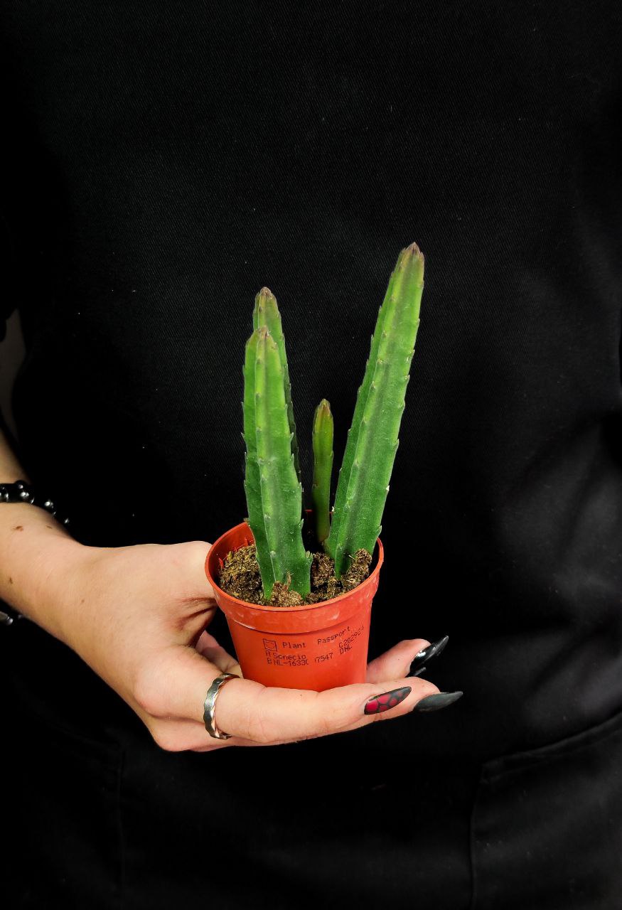 Стапелия Лиэндерзи (Stapelia Leendertziae) D5см