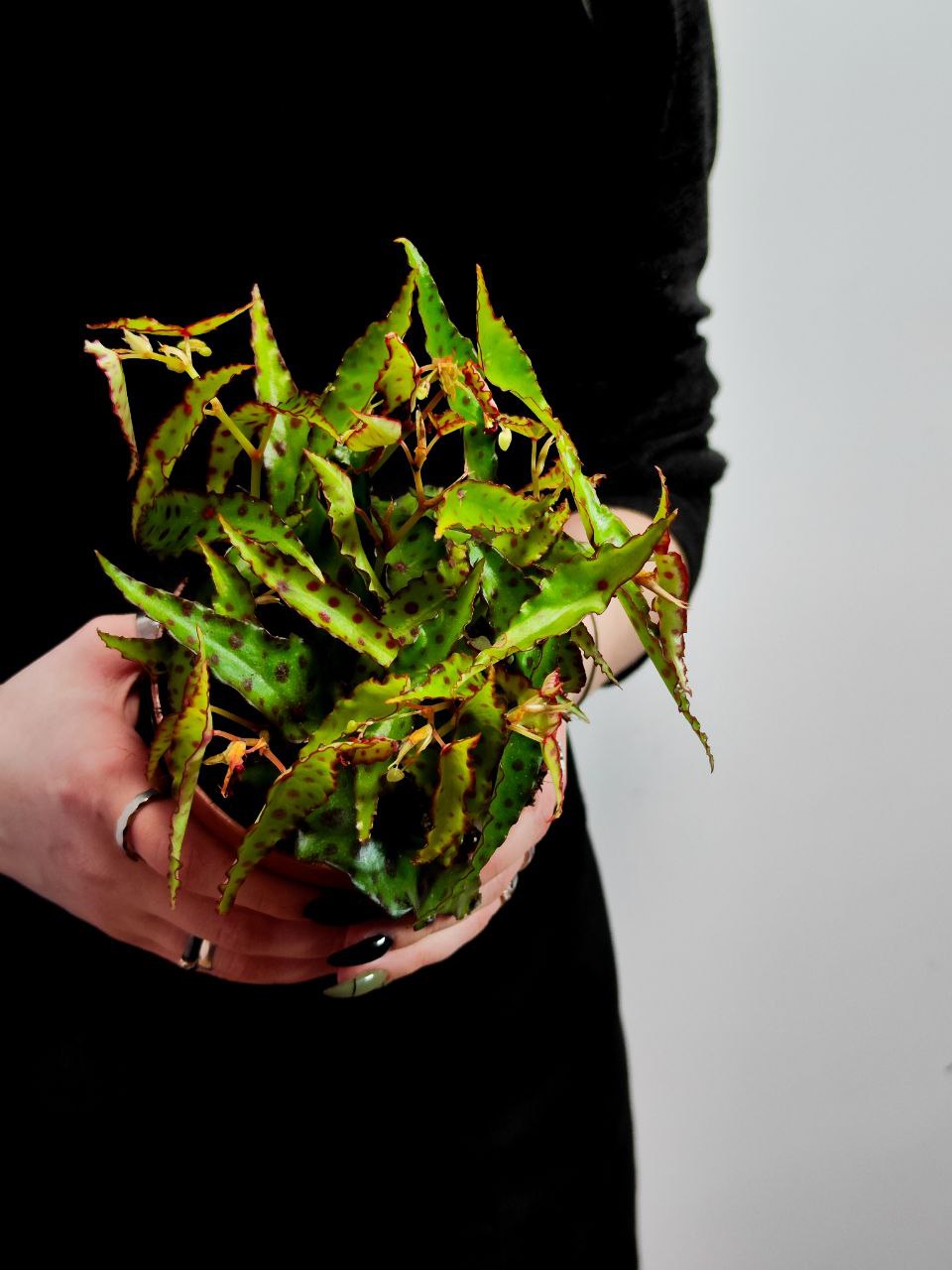 Бегония Амфиоксус (Begonia Amphioxus) D8см