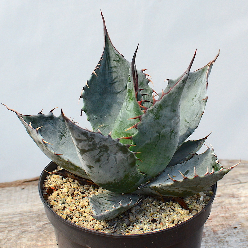 Агава Паррасская (Agave Parrasana) D5см