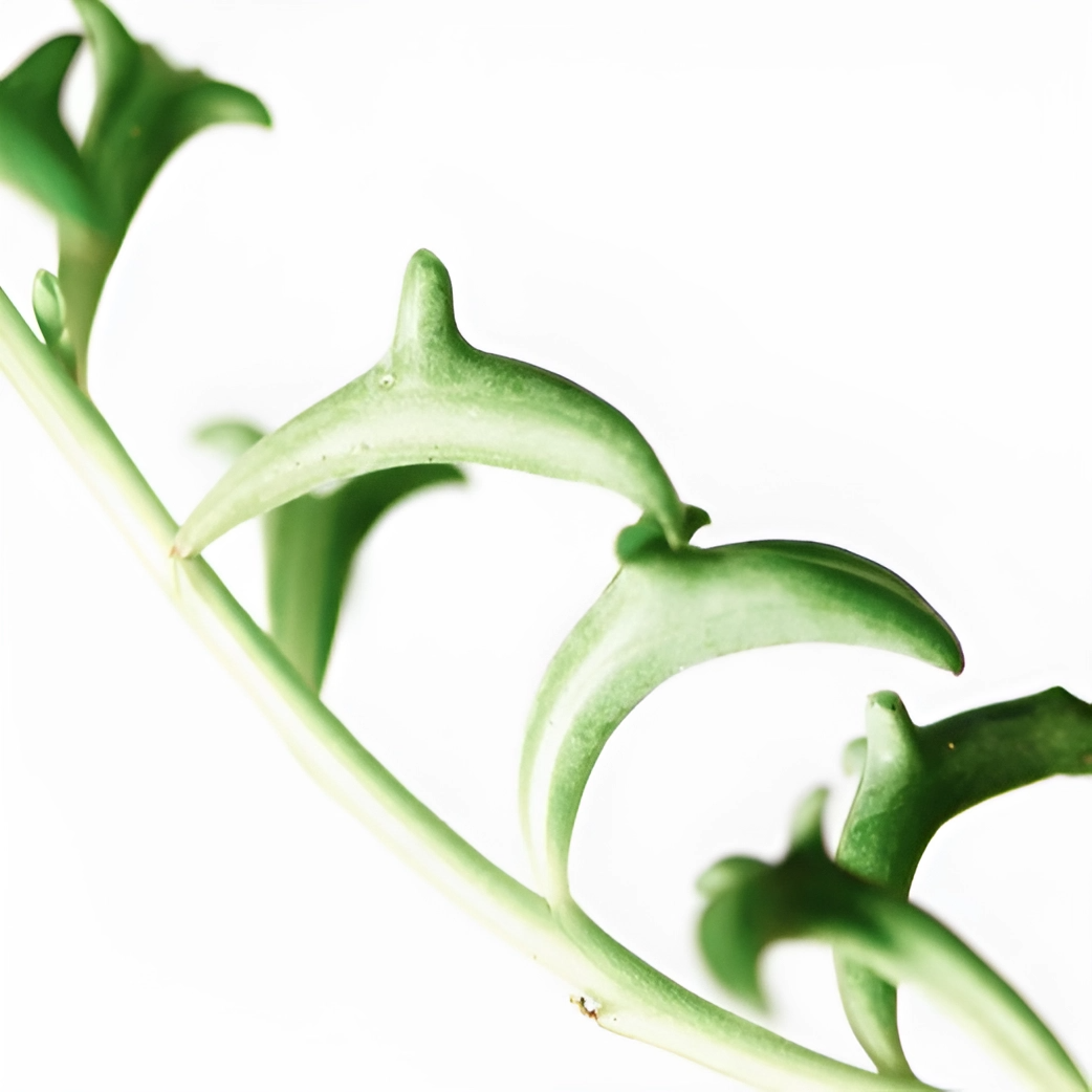 Крестовник "Ожерелье Дельфинов" (Senesio String of Dolphins) D8,5см