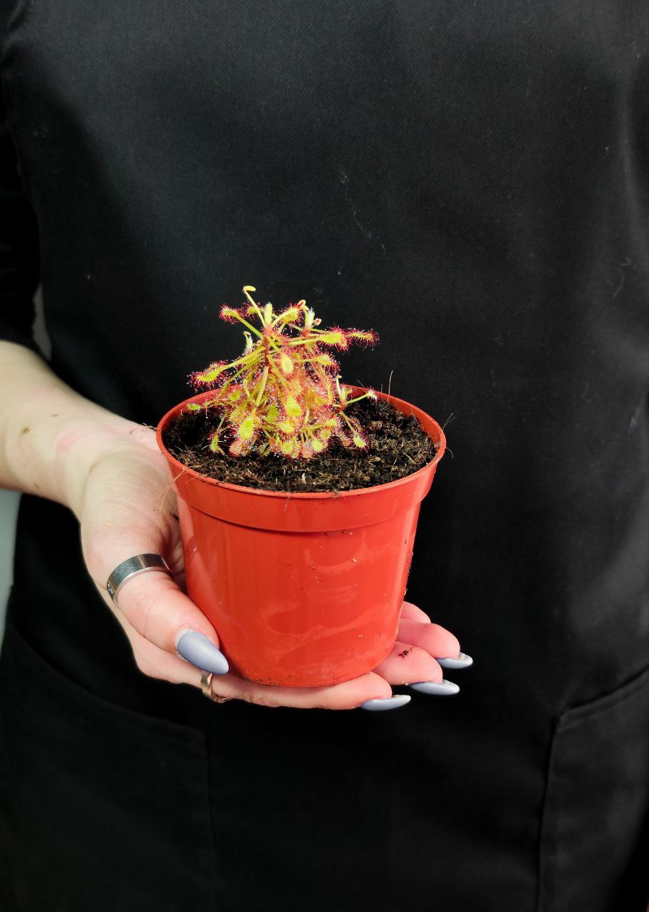 Росянка Мадагаскарская (Drosera Madagascariensis) D9см