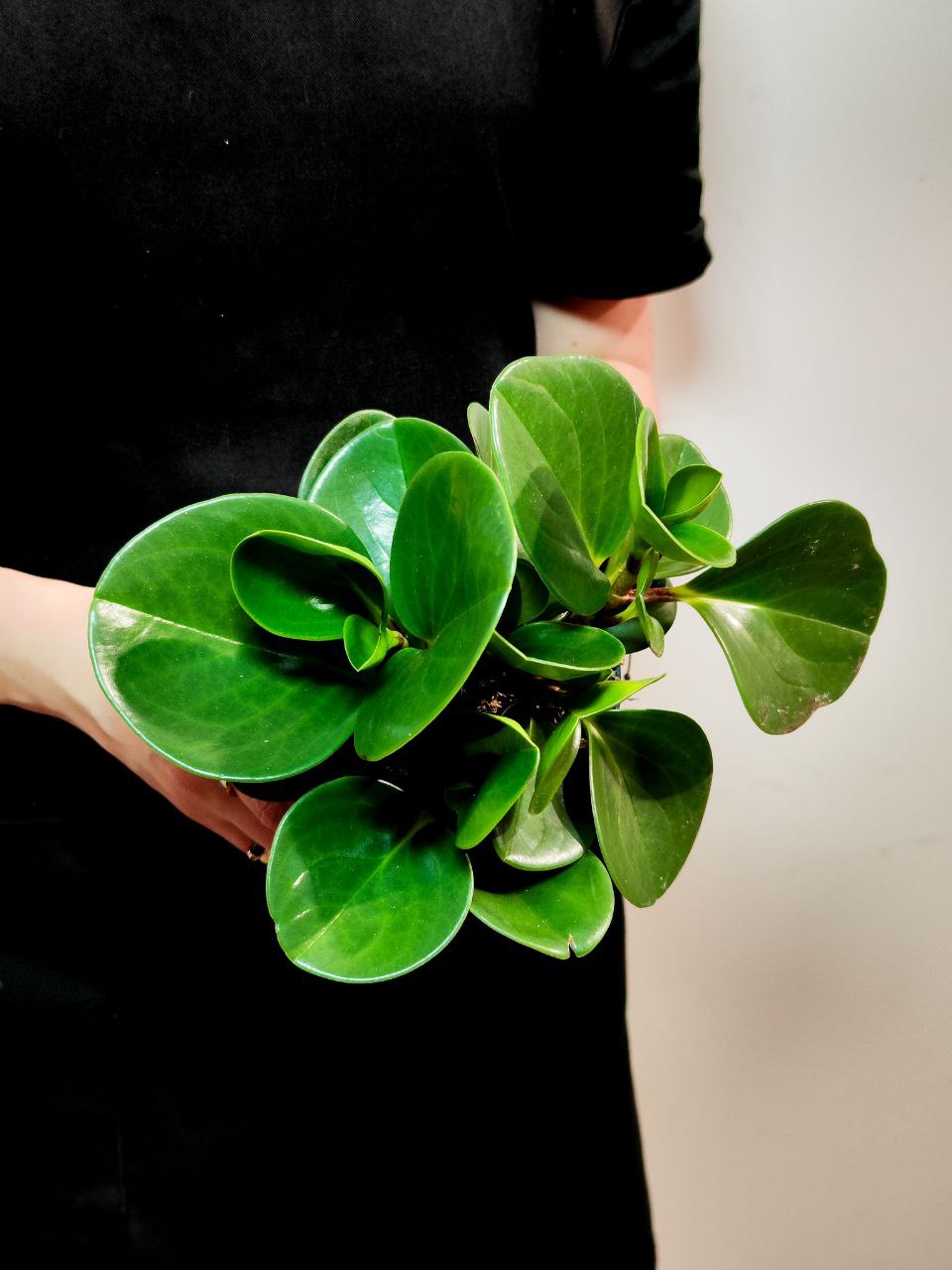 Пеперомия Туполистная Зеленая (Peperomia Obtusifolia Green) D11см